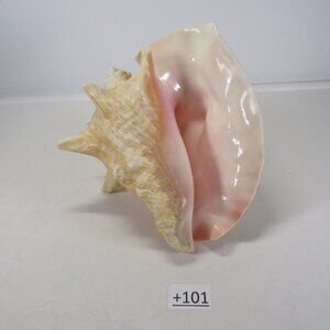 Large Real Conch Sea Shell 8.5" x 7" wide 6" tall has some chips
